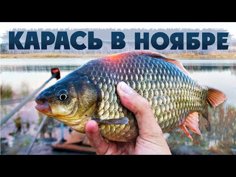 Видео: Ловля КАРАСЯ в НОЯБРЕ! Рыбалка на ФЛЭТ ФИДЕР по холодной воде.