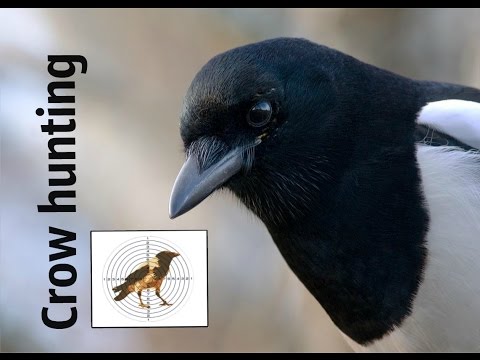 Видео: Crow hunting Кроухантинг 2015. КаргЕты-СорокЕты. Иж-60 Крюгера 5,5.