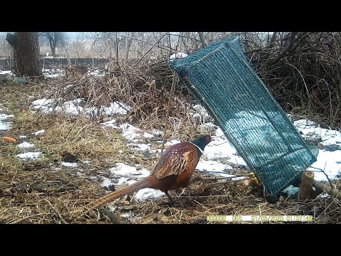 Видео: Как поймать фазана. Китайская фотоловушка.