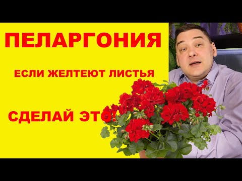 Видео: Пеларгония Желтеют листья. Причины и решения этой проблемы