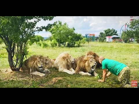 Видео: Олег Зубков собрал ОГРОМНЫХ ЛЬВОВ на львиное собрание! Очень красиво!