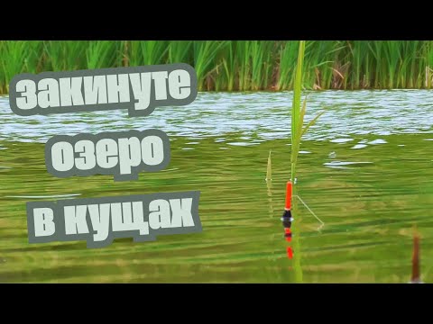 Видео: Рибалка в Польщі на закинутому озері в самих кущах