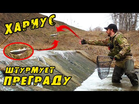 Видео: ХАРИУСЫ ИДУТ НА НЕРЕСТ Вижу ТАКОЕ Впервые! Ловлю САЧКОМ рыбу и отпускаю! Рыбалка на Хариуса в Мае!