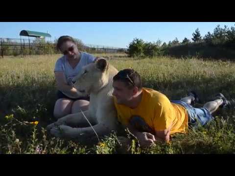 Видео: Львица Клеопатра РАЗОГНАЛА ВСЕХ ЛЬВИЦ !"