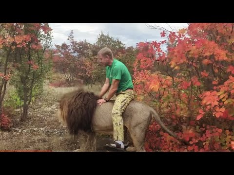 Видео: Верхом на НЕ КОНТАКТНОМ льве Алексе ! Олежка разбирает машинку , я ругаюсь !