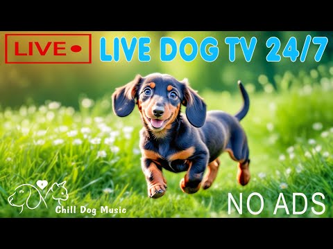 Видео: Собачья телевидение транслируется в течение 24 часов 🐶 Удобная музыка и стресс для собаки