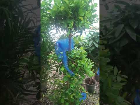 Видео: Аня Буранова