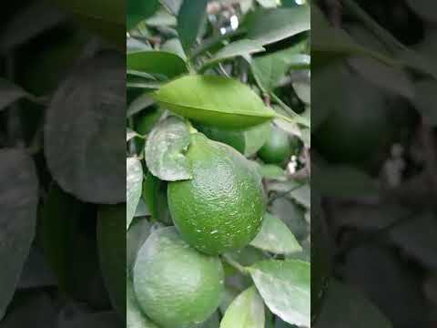 Видео: Уйимизга мевага екилган кочатларимиз хавас килгудек лимон кочатлар бахо бериш сизлардан!!!