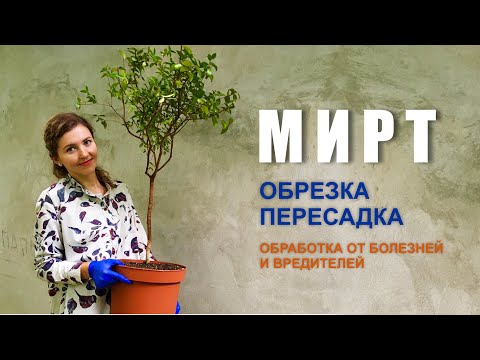 Видео: РЕАНИМАЦИЯ МИРТА из заросшего куста делаю аккуратный шарик. Обрезка, пересадка, борьба с белокрылкой