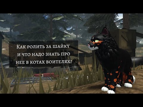 Видео: Как ролить за шайку и что надо знать про неё в котах воителях?