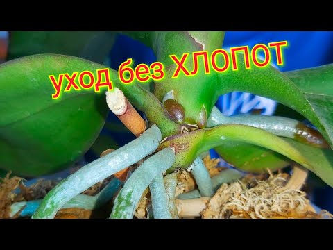 Видео: Самый простой УХОД ЗА ОРХИДЕЯМИ дома/ Уход без хлопот и ТАЗИКОВ