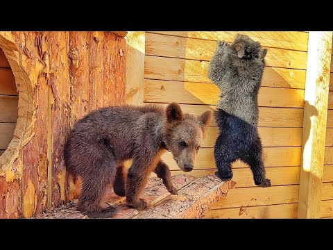 Видео: Медвежонок Пряник ВПЕРВЫЕ ПОПЛЫЛ! Финик - не медведь, а ЧЕЛОВЕК-ПАУК)) Мишки ПЕРВЫЙ РАЗ В ВОЛЬЕРЕ ❤️