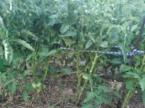 Видео: #ПАСЫНКОВАНИЕ И ПОДВЯЗКА ТОМАТОВ-ТРИ СПОСОБА!!!