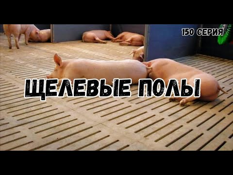 Видео: Щелевые полы лучший способ содержания свиней.