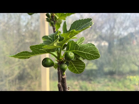 Видео: Инжир в кадках весной. Бреба, заморозки и обзор сортов.