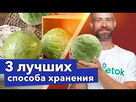 Видео: КАПУСТА СОХРАНИТСЯ СОЧНОЙ И ХРУСТЯЩЕЙ ДО ВЕСНЫ! 3 лучших способа хранения в погребе и на балконе