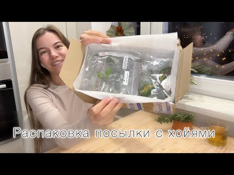 Видео: Большая посылка с хойями | Розыгрыш