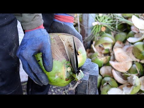 Видео: Сезон жатвы! Удивительные навыки резки кокоса – Тайская уличная еда