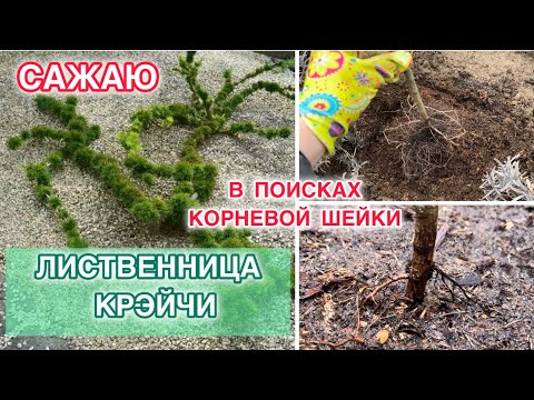 Видео: САЖАЮ ЛИСТВЕННИЦУ КРЭЙЧИ. ЧТО ОСТАЛОСЬ ОТ КОРНЕВОЙ? КОРНЕВАЯ ШЕЙКА.