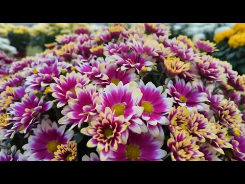 Видео: Хризантеми Picto Violet Blanc та Ciotat Red Gold 