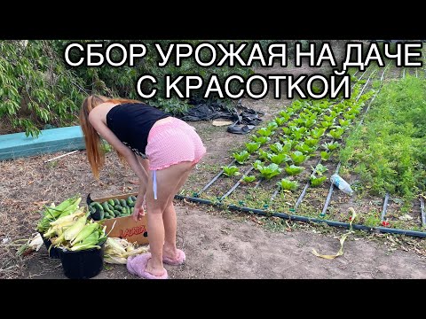 Видео: ЖАРКИЙ СБОР ОГУРЦА НА ДАЧЕ С КРАСОТКОЙ | РАБОТАЕМ НА ДАЧЕ ЛЕТОМ 