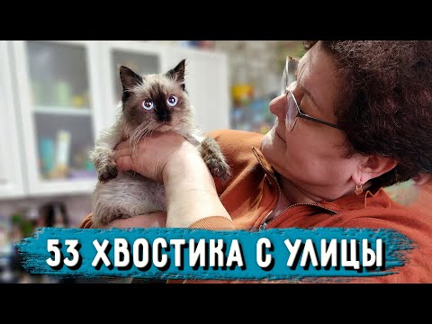 Видео: Какое доброе сердце надо иметь, что б ухаживать так за животными. В Гостях у Иры. Хвостики ищут дом.