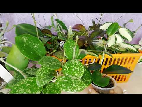 Видео: Ответы на вопросы #хойи #черенкихой #цветы #комнатныерастения #hoya