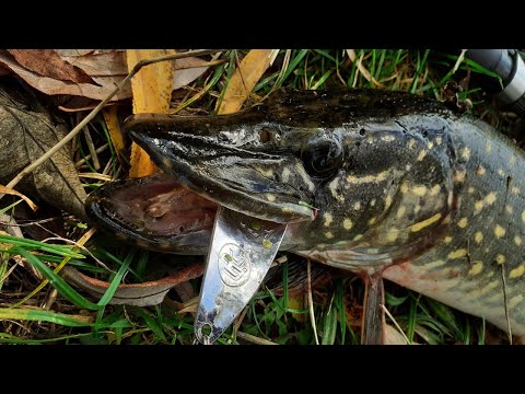 Видео: ЩУКИ НА БЛЕШНЮ !!! СПІНІНГ НА МАЛІЙ РІЧЦІ ВОСЕНИ !!!