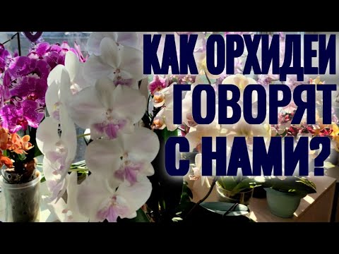 Видео: КАК ОРХИДЕИ РАЗГОВАРИВАЮТ С НАМИ?! УЧИМСЯ ПОНИМАТЬ ОРХИДЕИ! ЧИТАЕМ по КОРНЯМ и ЛИСТЬЯМ.  ПРАКТИКА!!!