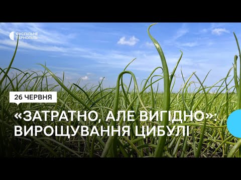 Видео: На Тернопільщині зросла площа посівів цибулі