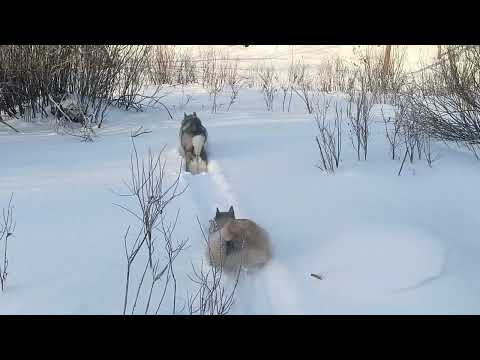 Видео: 30 января 2025 г.