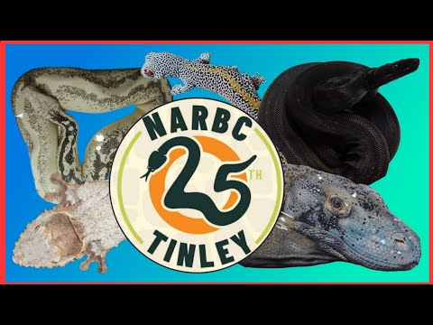 Видео: Шоу Тинли на канале NARBC! Октябрь 2025 г.