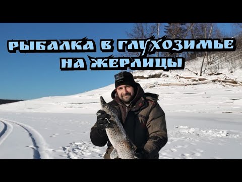 Видео: Рыбалка в глухозимье на жерлицы. Бурейское водохранилище 2022.