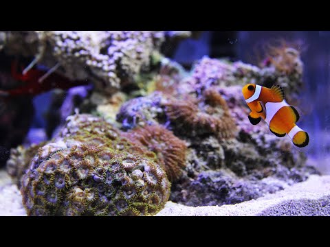 Видео: Морской аквариум. Оформление, тесты воды, запуск гидробионтов.