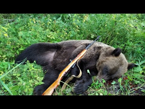 Видео: Охота на медведя на овсах