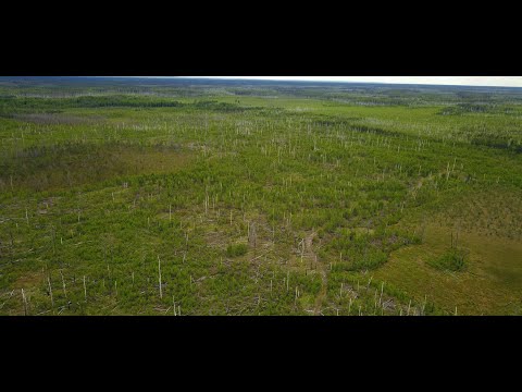 Видео: 9 ЛЕТ НАЗАД ЗДЕСЬ БЫЛИ ЛЕСНЫЕ ПОЖАРЫ. Горелые места. КОРДОН МИРСКОЙ ПИКЕТ. Урочище СТРОЁК