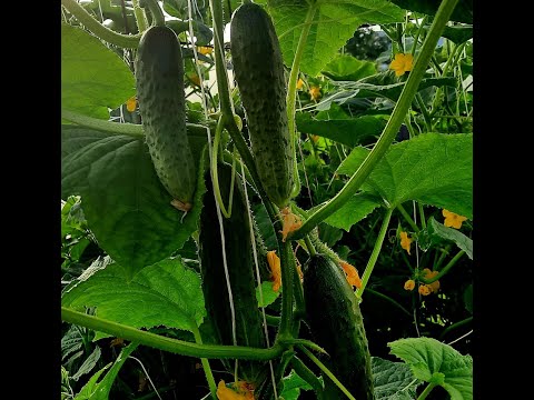 Видео: ❗ СЕКРЕТ ОГРОМНОГО УРОЖАЙ ОГУРЦОВ! ВСЁ О КОРМЛЕНИИ И ПОЛИВЕ! КАК ИЗБАВИТЬСЯ ОТ ПАУТИННОГО КЛЕЩА!