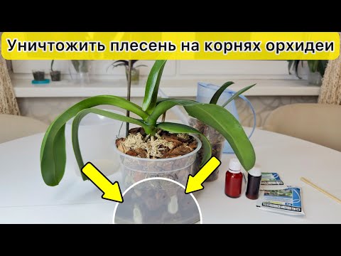 Видео: Плесень на корнях орхидеи почему? Как спасти орхидею от плесени быстро!