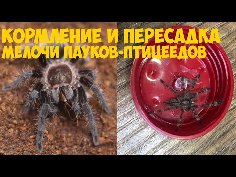 Видео: Кормление и пересадка мелочи пауков птицеедов