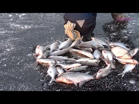 Видео: "Сабанеевская" рыбалка и прикормка на видео. Часть 2. Истринский подлещик.