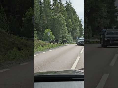 Видео: Северные Олени прямо на дороге!!Немного из отпуска. #lange_fishing