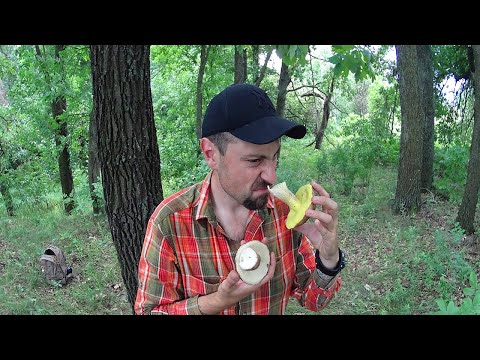 Видео: Білий і напівбілий гриб. Збір грибів на кручах Дніпра. Мухомор пантерний, моховик, і підберезовик