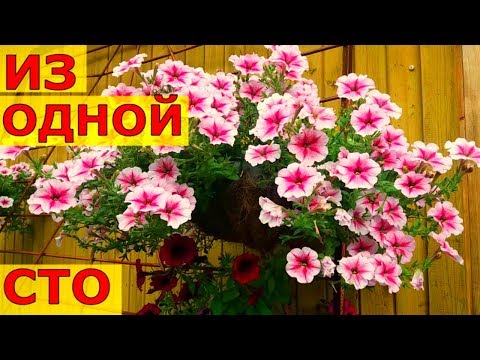Видео: КАК ИЗ ОДНОЙ ПЕТУНИИ ВЫРАСТИТЬ СТО РАСТЕНИЙ?