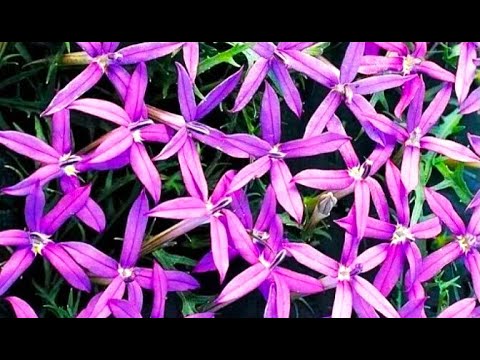 Видео: ЭФФЕКТНЫЙ НЕПРИХОТЛИВЫЙ ЦВЕТОК с МЕГА ОБИЛЬНЫМ Цветением ВСЕ ЛЕТО по ОКТЯБРЬ!