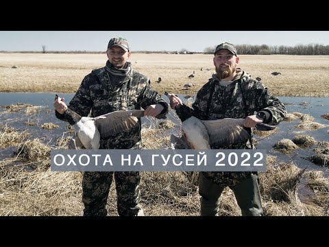 Видео: Охота на Гуся 2022 Гусь в Афганском казане Полевая баня Белощекая казарка Охота на казарку