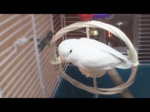 Видео: Преодоление неофобии у воробьиных попугаев • ЕРОХА и БЕЛКА