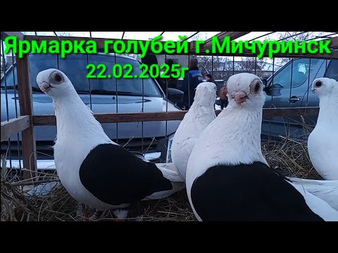 Видео: Ярмарка голубей в г. Мичуринск