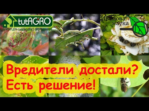 Видео: ДЕШЕВОЕ и ЭФФЕКТИВНОЕ СРЕДСТВО от ВСЕХ ВРЕДИТЕЛЕЙ! Устали бороться с тлями и клещами? Бипин поможет!