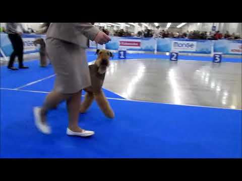 Видео: "Евразия 2019", эрдельтерьеры, кобели