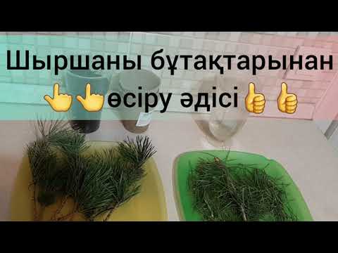 Видео: Шырша жылдам өседі, егер бұтағынан тамырлат... #шырша #шыршанытамырлату #ель 9 апреля 2021 г.